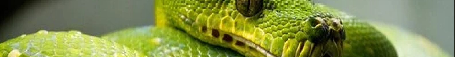 Programando con Python